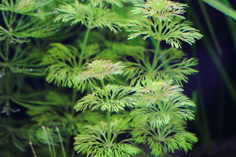 植栽から3日目　アンブリア